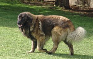 Estrela Mountain Dog