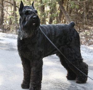 Giant Schnauzer