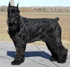 Giant Schnauzer