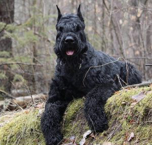 Giant Schnauzer