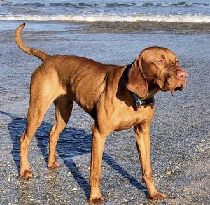 Hungarian Vizsla