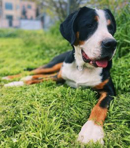 Greater Swiss Mountain Dog
