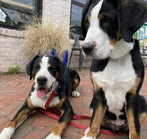 Greater Swiss Mountain Dog