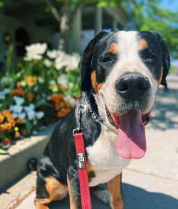 Greater Swiss Mountain Dog