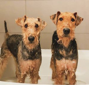 Airedale Terrier in the bath