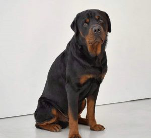 Rottweiler Breed for sale