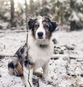 Australian Shepherd Dog