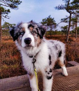 Aussie Shepherd Dog