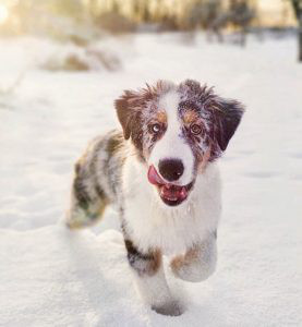 Australian Shepherd Dog for sale