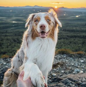 Australian Shepherd Dog