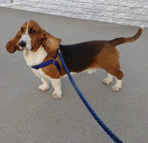 basset hound