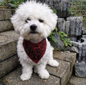 bichon frise