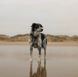 Border Collie