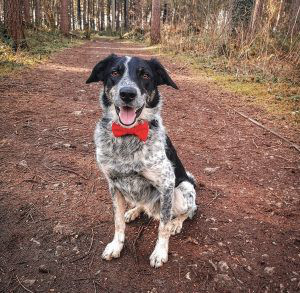 Border Collie