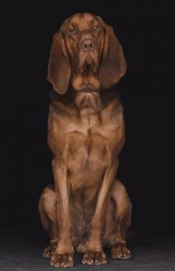 Bloodhound