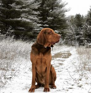 Bloodhound