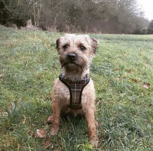 Border Terrier