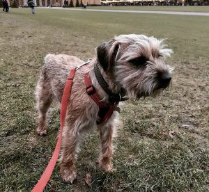 Border Terrier