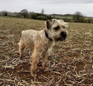 Border Terrier