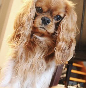 Cavalier King Charles Spaniel