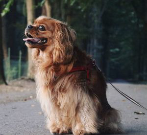 Cavalier King Charles Spaniel