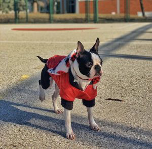 Boston Terrier