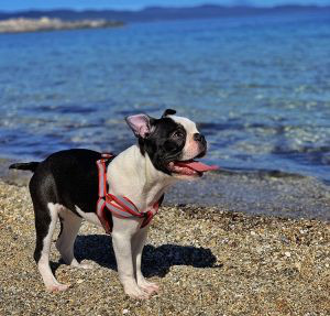 Boston Terrier