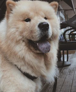 Chow Chow