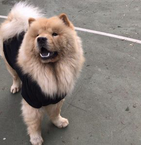 Chow Chow