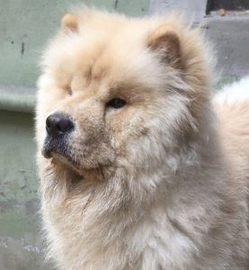 Chow Chow