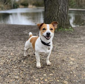 Jack Russell Terrier