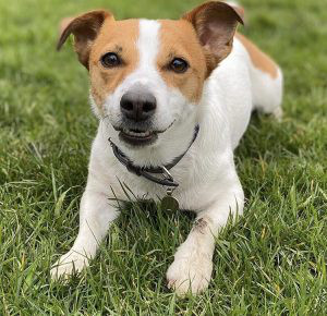 Jack Russell Terrier