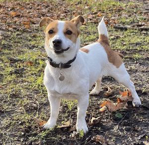 Jack Russell Terrier