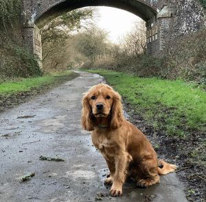 Cocker Spaniel