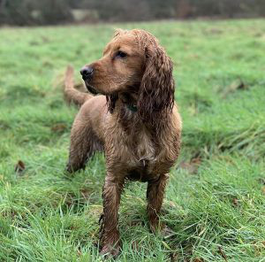 Cocker Spaniel