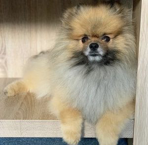 Pomeranian