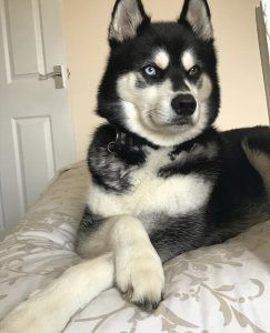 siberian husky