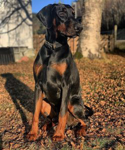 Doberman