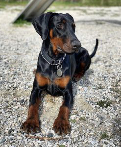 Doberman