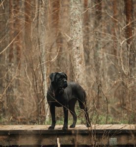 Cane Corso