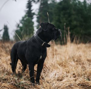 Cane Corso