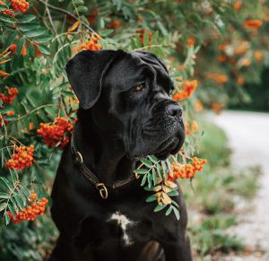 Cane Corso