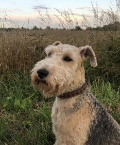 Lakeland Terrier