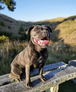 Staffordshire Bull Terrier