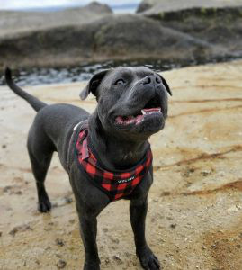 Staffordshire Bull Terrier