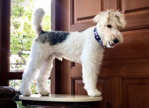 Wire Fox Terrier