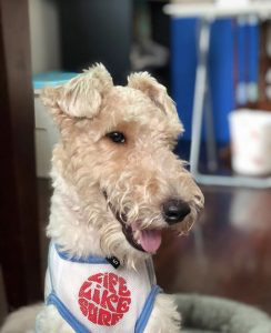 Wire Fox Terrier