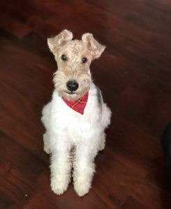 Wire Fox Terrier