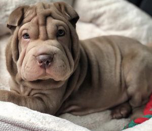 Shar Pei