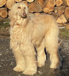 Afghan Hound